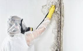 Best Black Mold Removal  in USA